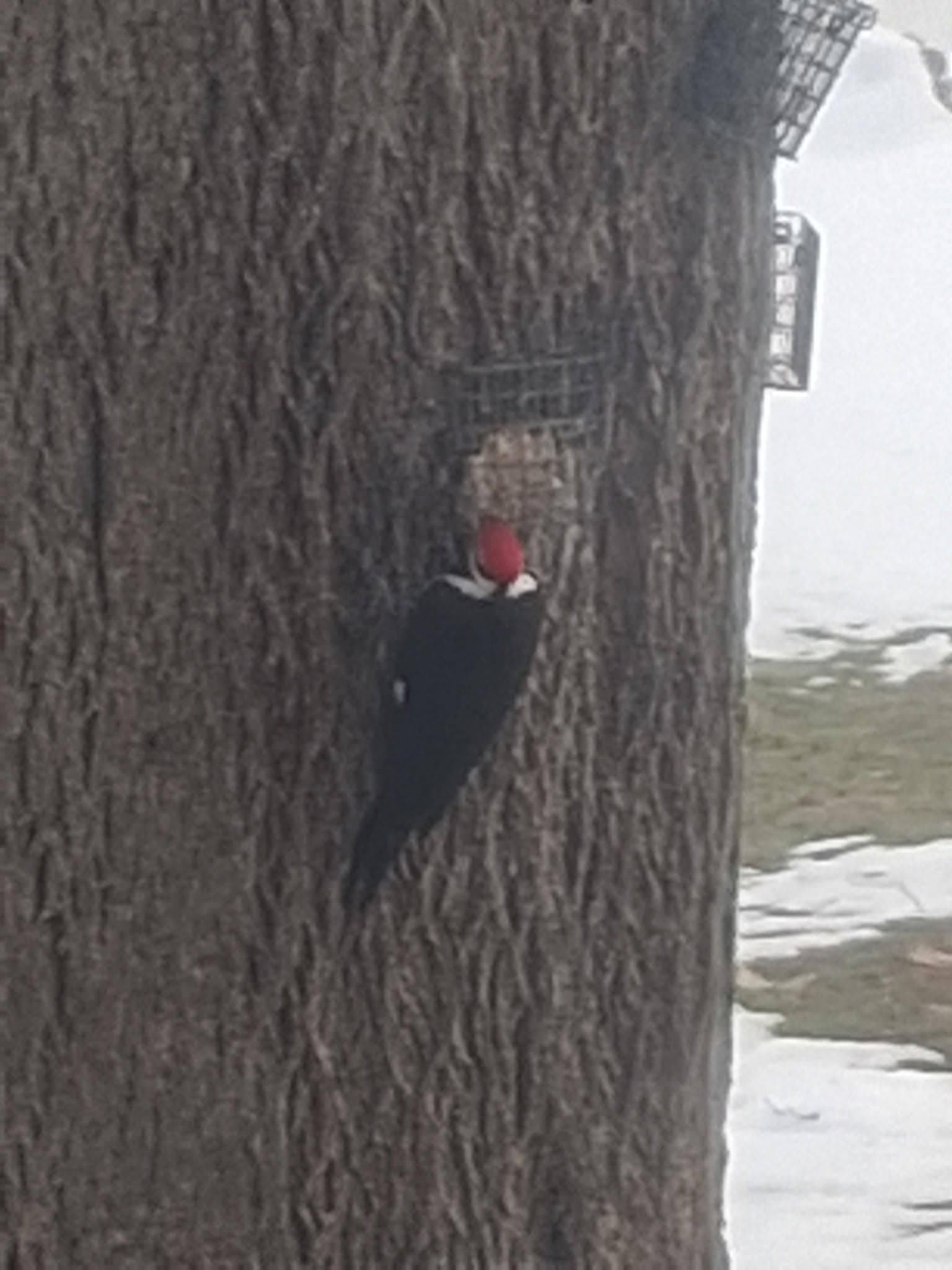 Woodpecker seen on a tree during a nature outing